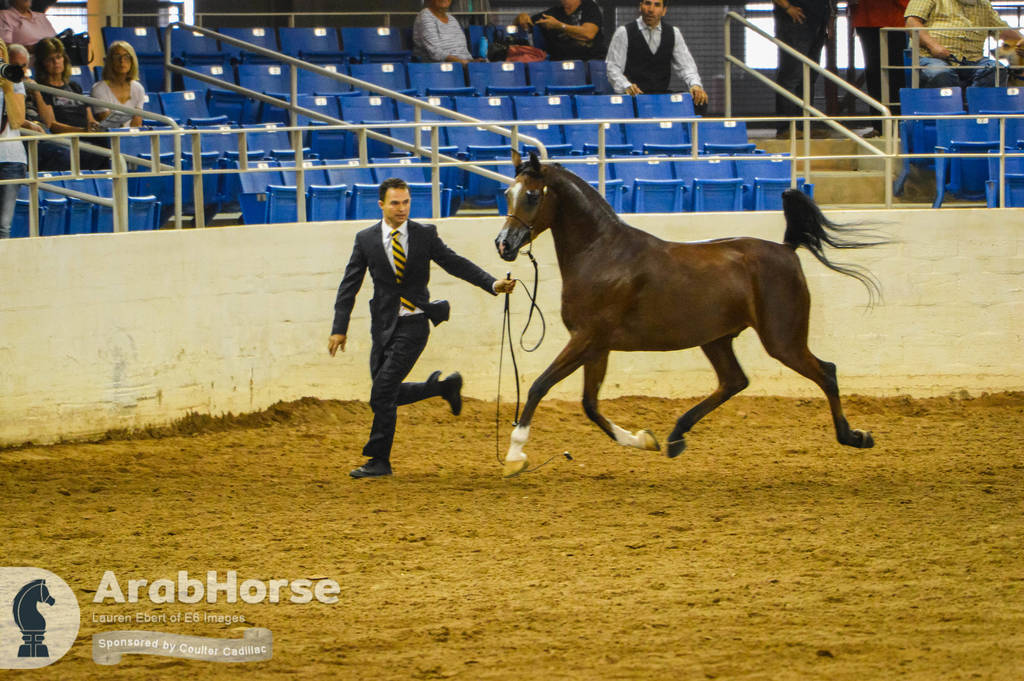Arabian National Breeder Finals - 2017