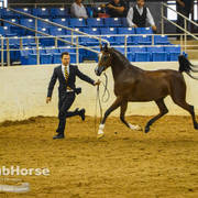 Arabian National Breeder Finals - 2017