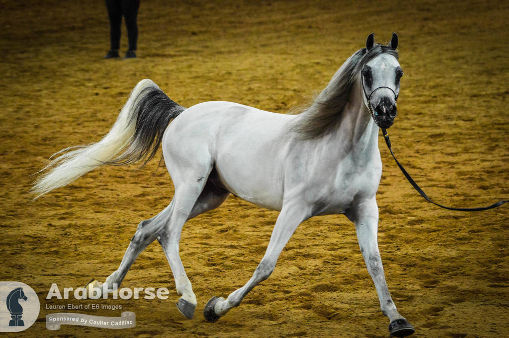 Arabian National Breeder Finals - 2017