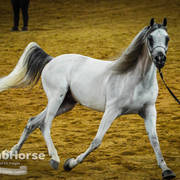 Arabian National Breeder Finals - 2017