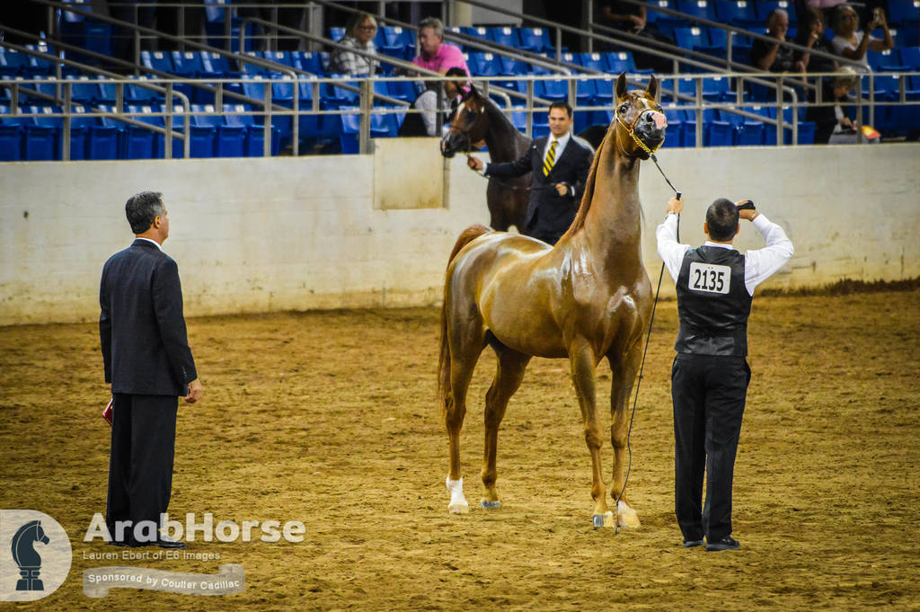 Arabian National Breeder Finals - 2017
