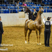 Arabian National Breeder Finals - 2017