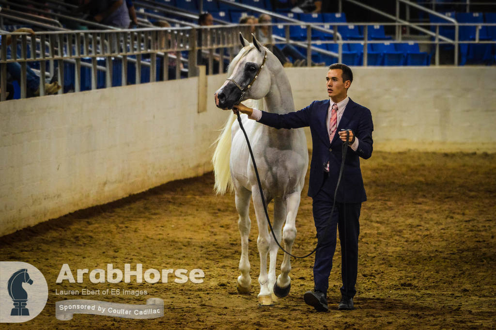 Arabian National Breeder Finals - 2017