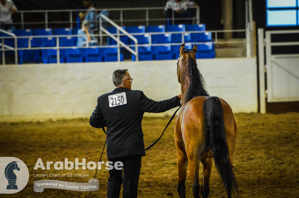 Arabian National Breeder Finals - 2017