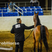 Arabian National Breeder Finals - 2017