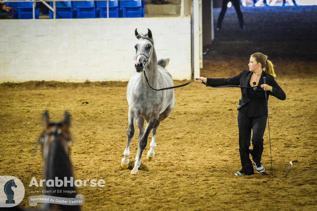Arabian National Breeder Finals - 2017