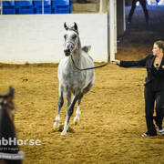 Arabian National Breeder Finals - 2017
