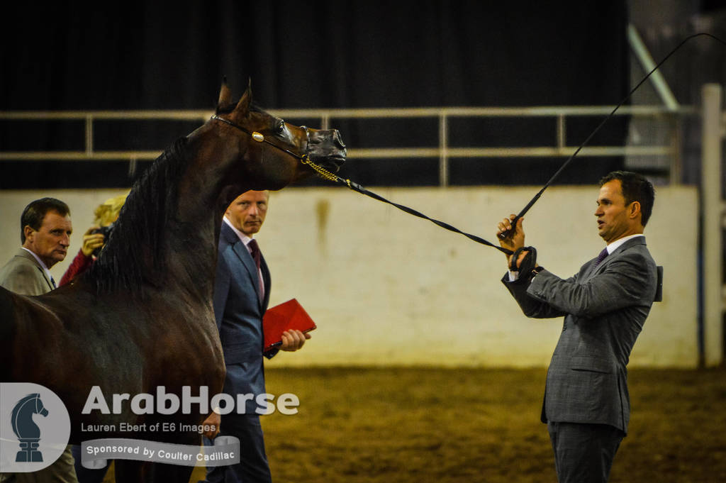 Arabian National Breeder Finals - 2017
