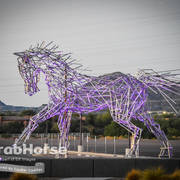 Arabian National Breeder Finals - 2017