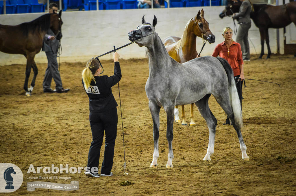 Arabian National Breeder Finals - 2017
