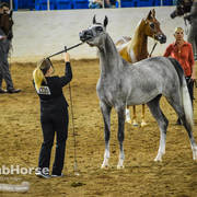Arabian National Breeder Finals - 2017