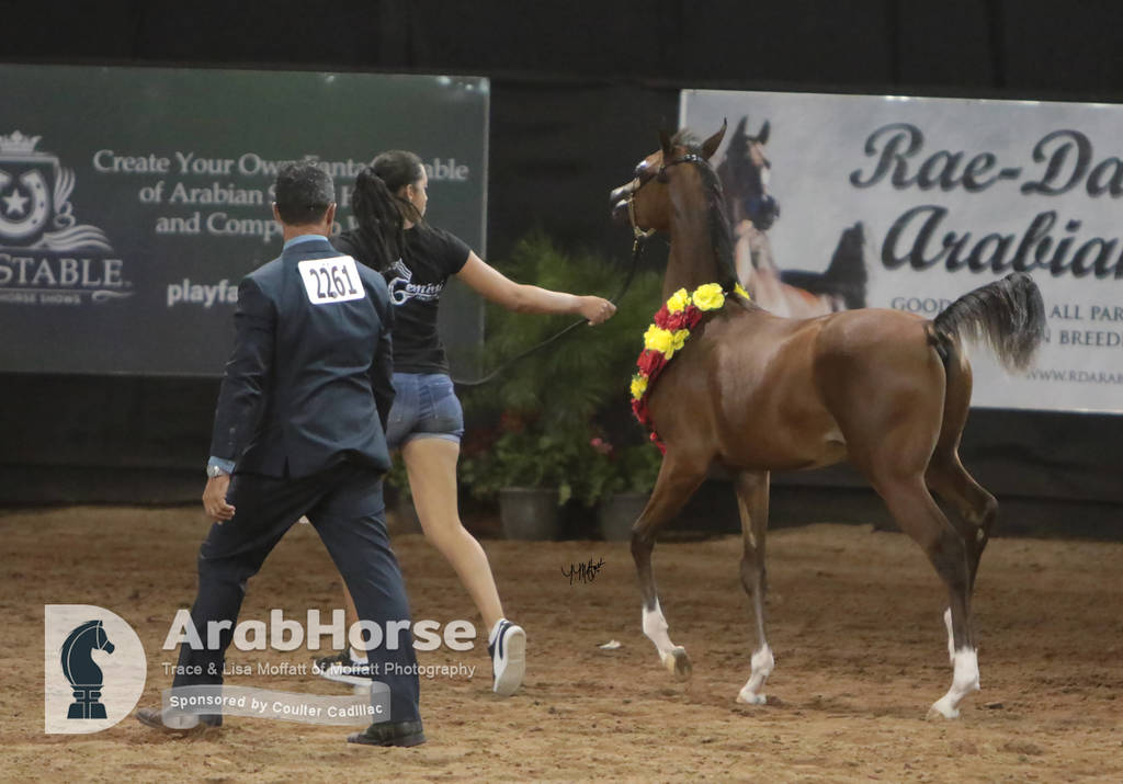 Arabian National Breeder Finals - 2017