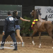 Arabian National Breeder Finals - 2017
