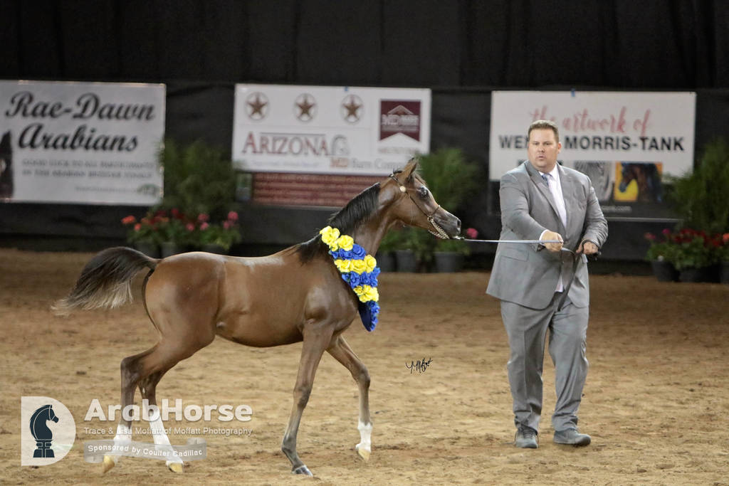 Arabian National Breeder Finals - 2017