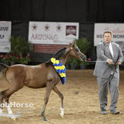 Arabian National Breeder Finals - 2017