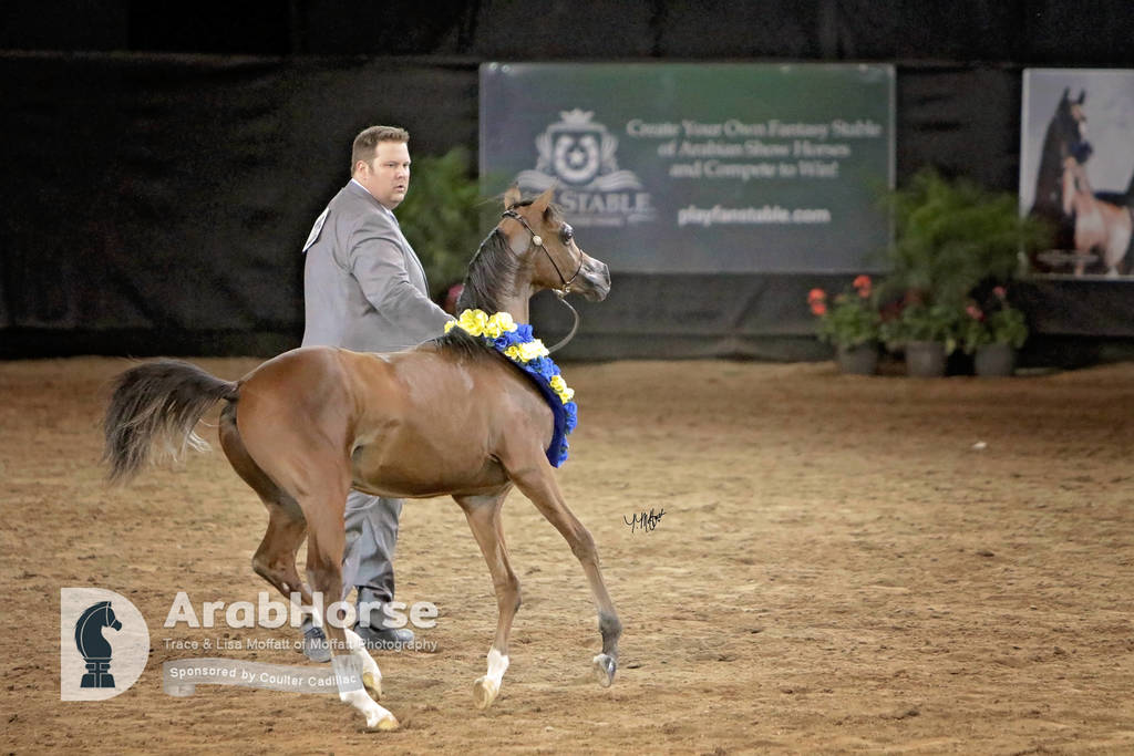 Arabian National Breeder Finals - 2017