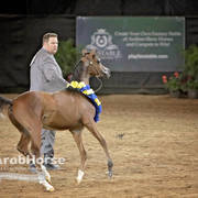 Arabian National Breeder Finals - 2017