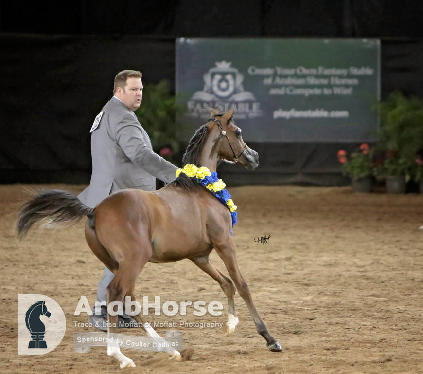 Arabian National Breeder Finals - 2017