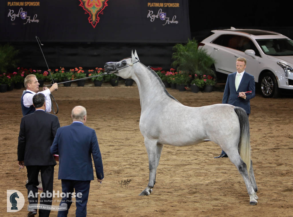 Arabian National Breeder Finals - 2017