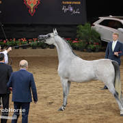 Arabian National Breeder Finals - 2017