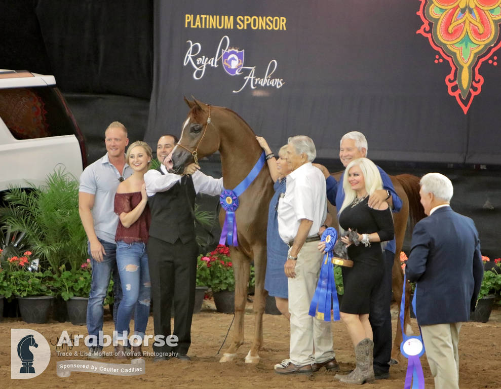 Arabian National Breeder Finals - 2017