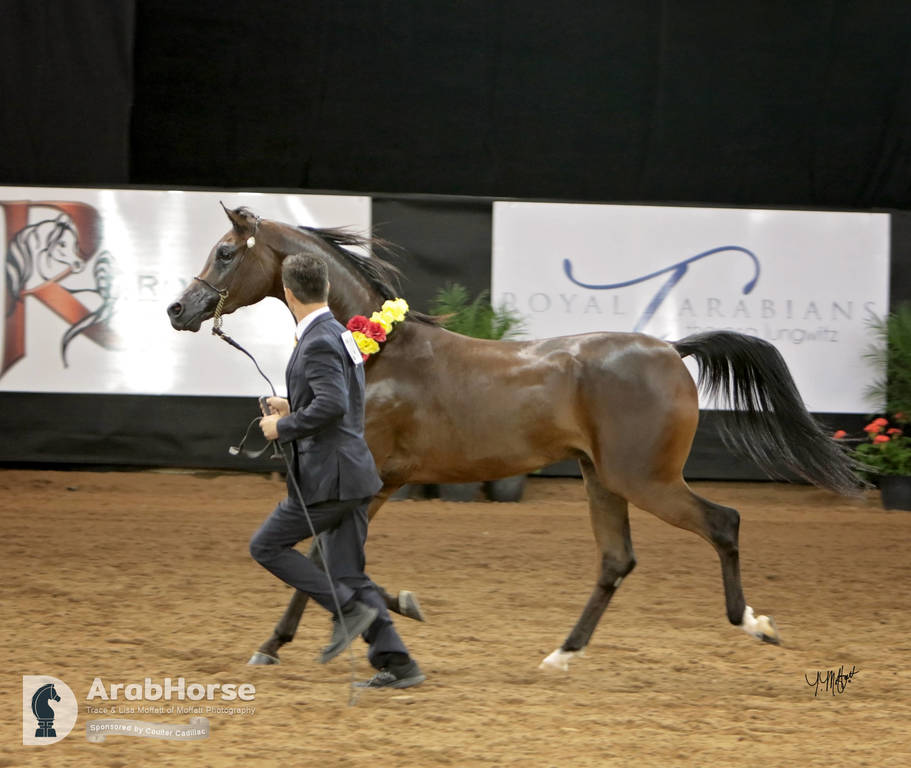 Arabian National Breeder Finals - 2017