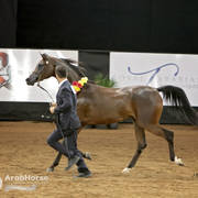 Arabian National Breeder Finals - 2017