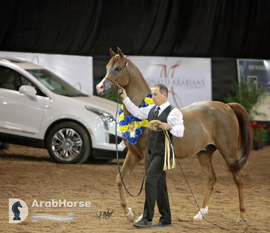 Arabian National Breeder Finals - 2017