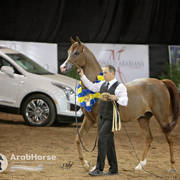 Arabian National Breeder Finals - 2017