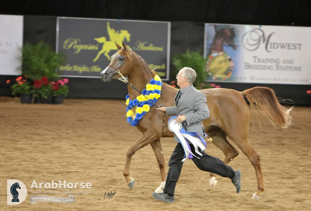 Arabian National Breeder Finals - 2017