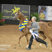 Arabian National Breeder Finals - 2017