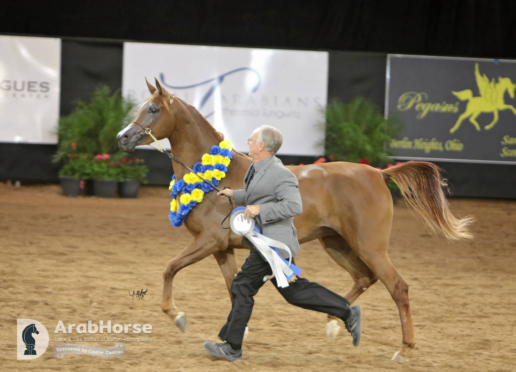 Arabian National Breeder Finals - 2017