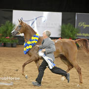 Arabian National Breeder Finals - 2017