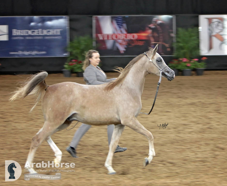 Arabian National Breeder Finals - 2017