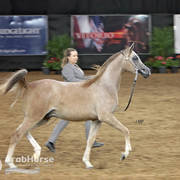 Arabian National Breeder Finals - 2017
