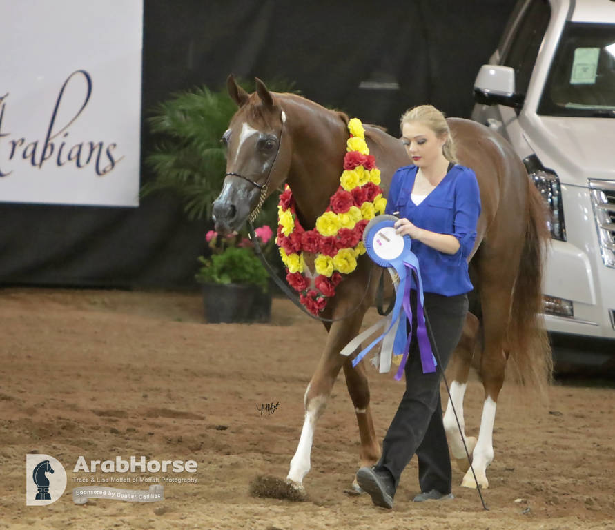 Arabian National Breeder Finals - 2017