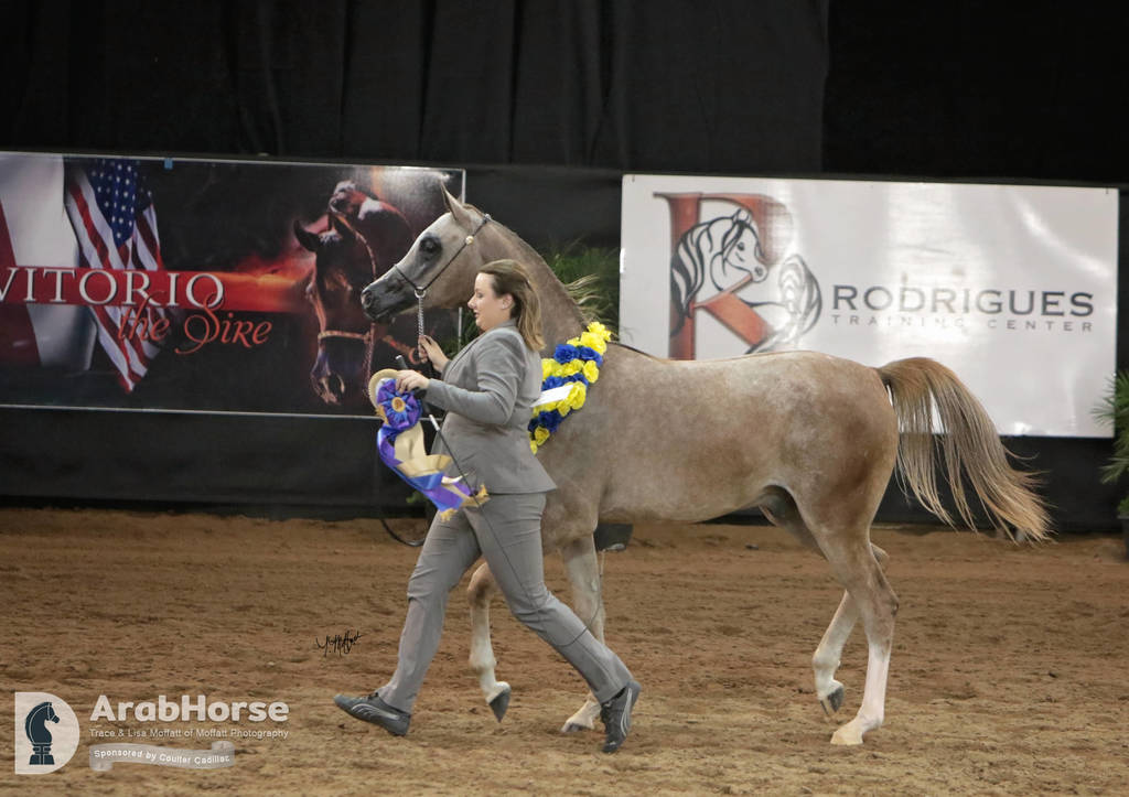 Arabian National Breeder Finals - 2017