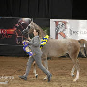 Arabian National Breeder Finals - 2017