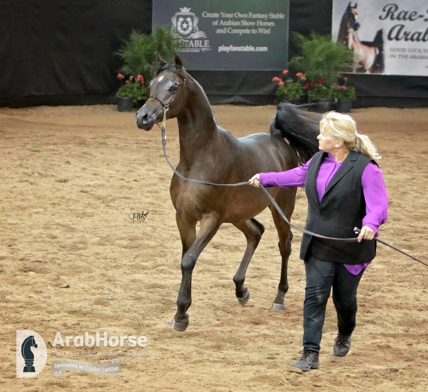 Arabian National Breeder Finals - 2017