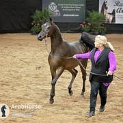 Arabian National Breeder Finals - 2017