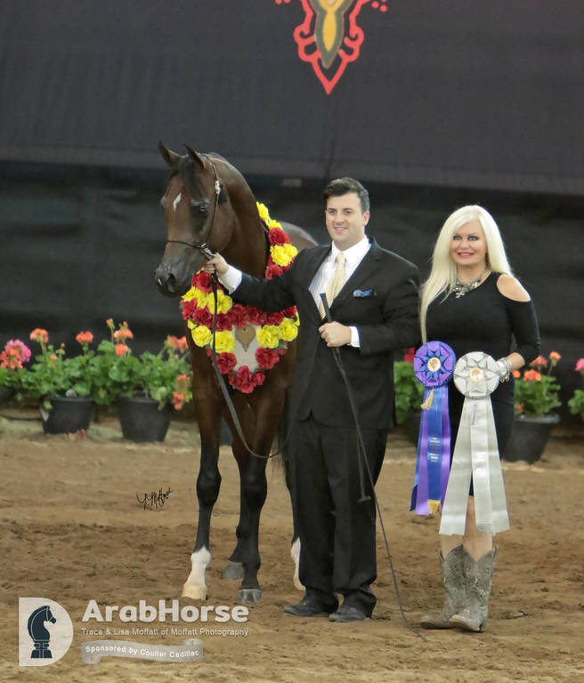 Arabian National Breeder Finals - 2017