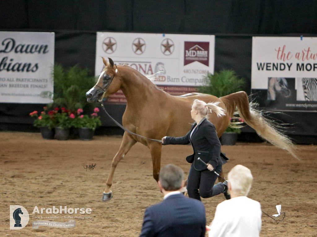 Arabian National Breeder Finals - 2017