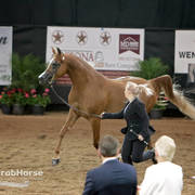 Arabian National Breeder Finals - 2017