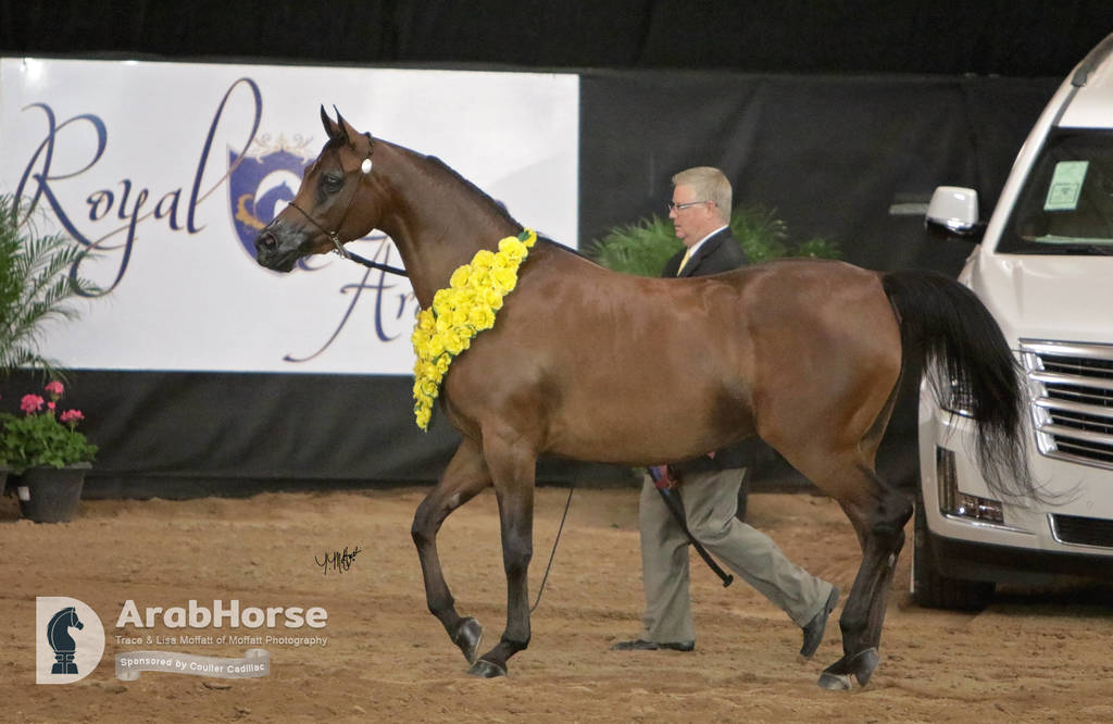 Arabian National Breeder Finals - 2017