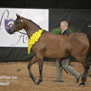 Arabian National Breeder Finals - 2017