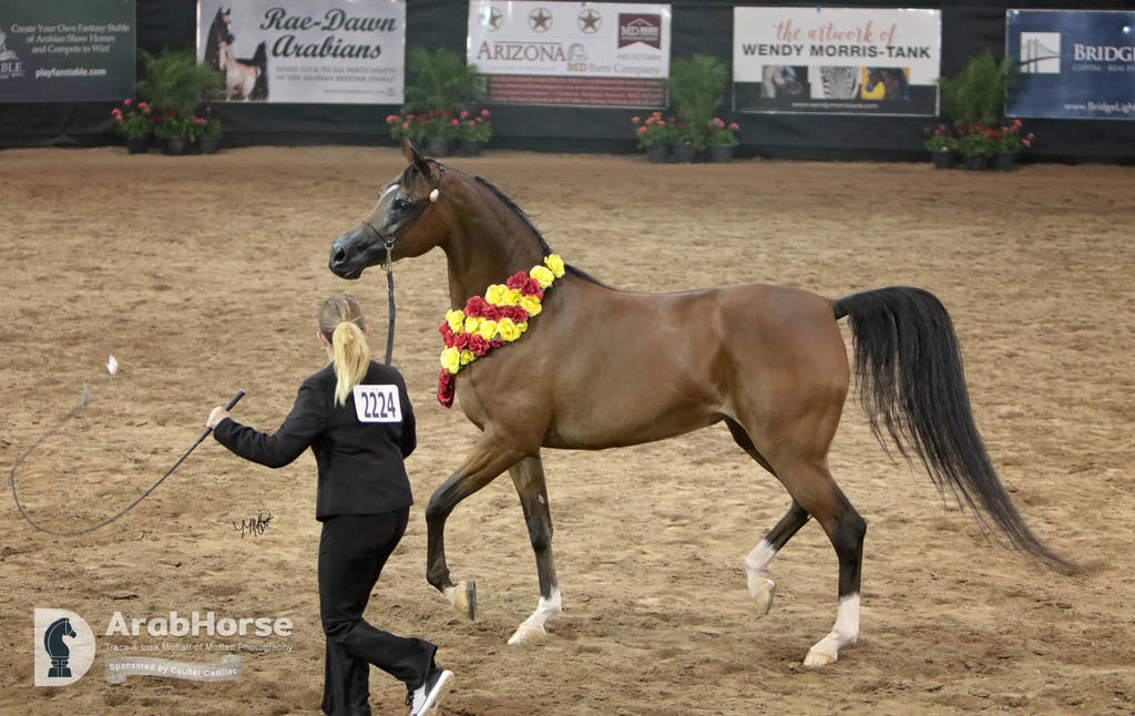 Arabian National Breeder Finals - 2017