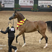 Arabian National Breeder Finals - 2017