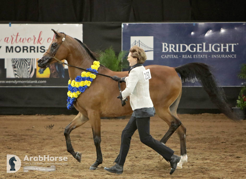 Arabian National Breeder Finals - 2017