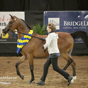 Arabian National Breeder Finals - 2017