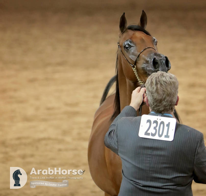 Arabian National Breeder Finals - 2017